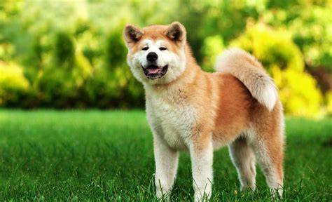 Akita inu a podobné japonské plemená