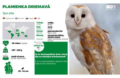Plamienka driemavá pri hniezdnej búdke