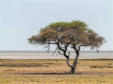 Atletický pes v africkej savane