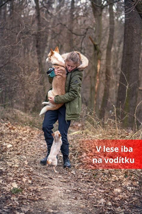 Pes na vôdzke v mestskom parku