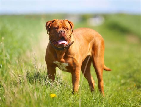 Portret Dogue de Bordeaux