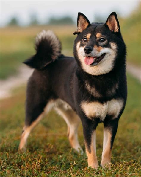 čierna shiba inu s pálením