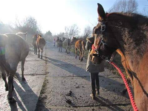 Ukradnuté kone na pasienku pri dedine