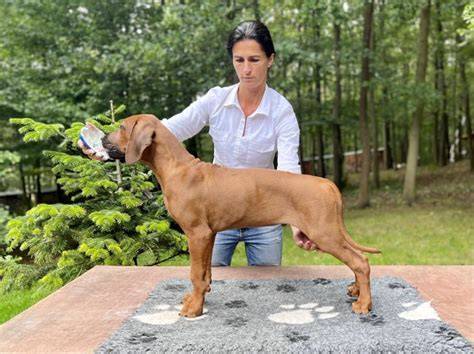 Šteniatka rodezského ridgebacka s rodičmi