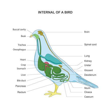 anatomia stredneho bradaca schema