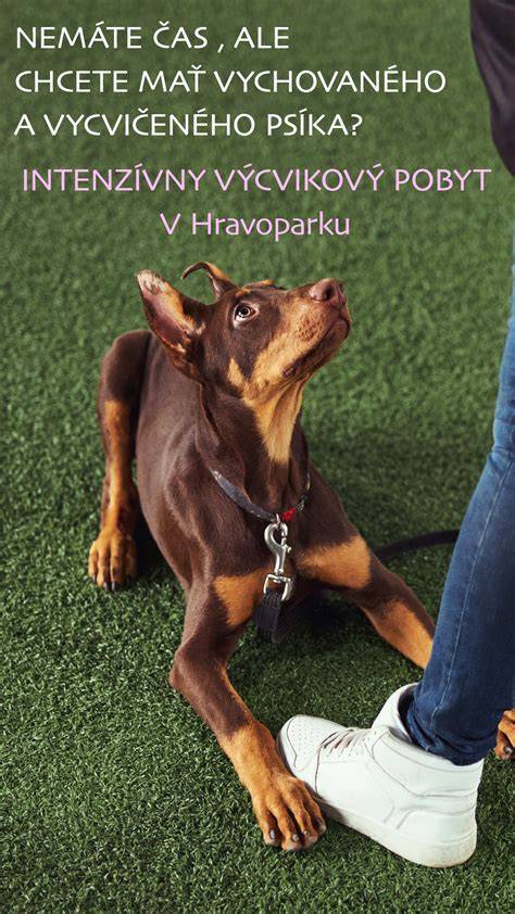Výcvik nemeckého špica pri poslušnosti