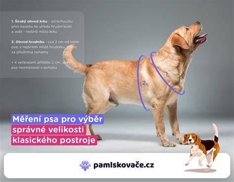 Výber obojka a postroja pre psa