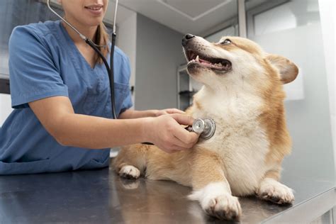 Pes po úraze hlavy u veterinára
