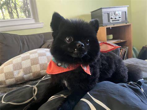 Čierny pomeranian v účese Boo