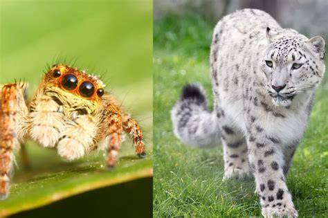 zvieratá v chovateľskej predajni
