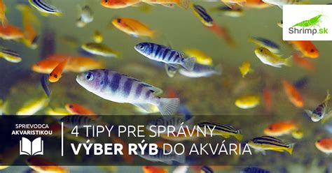 Výber korálov do akvária