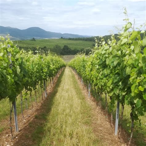Štajerská krajina s vinicami a alpskými vrcholmi