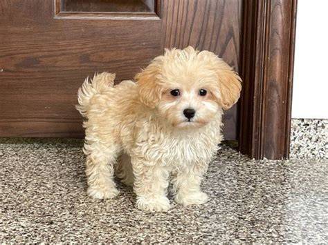 Maltipoo šteniatko v rodinnom prostredí