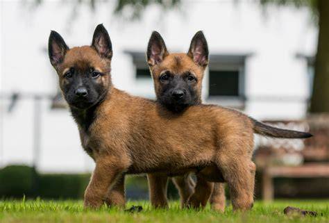 Belgický ovčiak malinois šteniatka