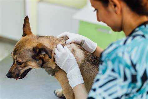 veterinárna kontrola psa po pohryzení človeka