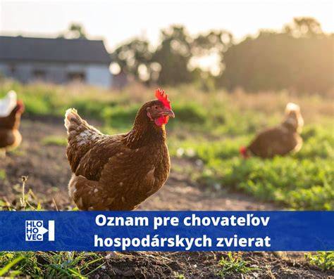 papagáj v núdzovej veterinárnej starostlivosti