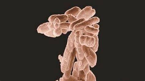 Campylobacter prenos medzi zvieraťom a človekom